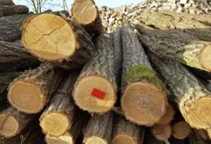 Gros plan : Robinier faux-acacia, pointés, non écorcés, non traités